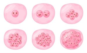 3 неделя беременности — что происходит, какие признаки и ощущения появляются